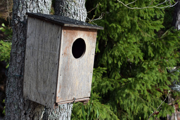 Old wooden birdhouse for common goldeneye. Copy space.