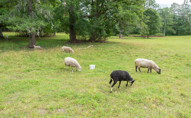 Obraz na płótnie Canvas colored lambs in field