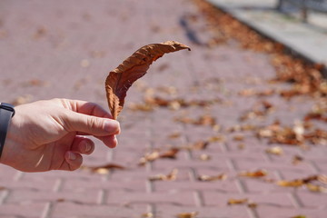 one yellow dry leaf in hand, symbol of autumn 2019, the change of the season, falling leaves. farewell to summer, autumn comes