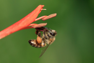 Bee clinging to stamen of bright orange flower, with pollen on legs and green background blur.