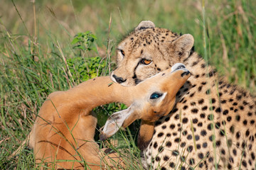 Close up of a cheetah with an impala in its jaws in the Masai Mara