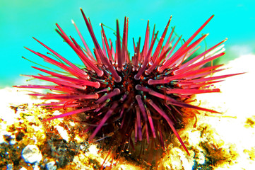 Paracentrotus lividus - colorful Mediterranean sea urchin in underwater scene 