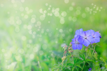Colorful flowers with a beautiful bokeh