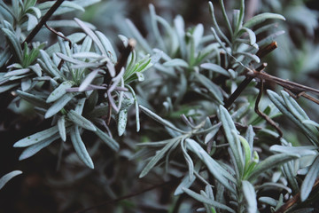 rosemary