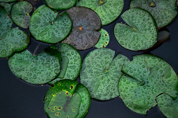 Lily leaves