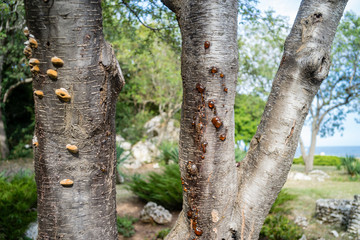 Two tree trunks with their bark covered in mushrooms and respectively resin against a seaside...