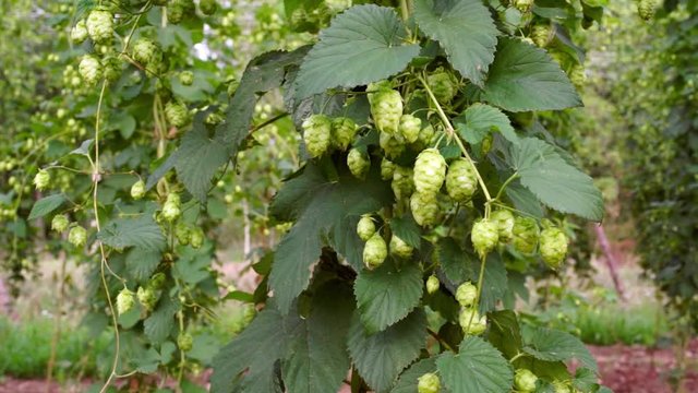 hop plantation farm field with lupulus plants to  produce beer, hd video footage