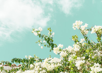 Natural background. Flowering white flowers against the sky with clouds