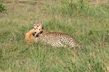 Cheetah with a dead impala in the Masai Mara