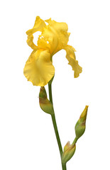Beautiful yellow iris flower isolated on white background. Easter. Summer. Spring. Flat lay, top...
