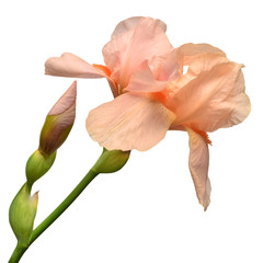 Orange bouquet iris flower isolated on white background. Easter. Summer. Spring. Flat lay, top view. Love. Valentine's Day
