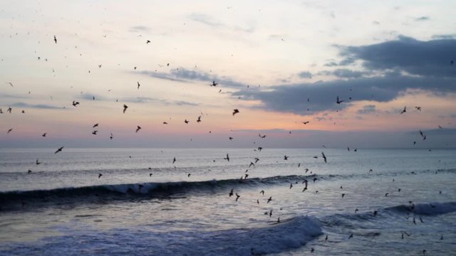 View of ocean at beautiful sunset and many bats soaring above the water. Bali, indonesia