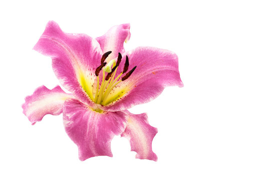 Pink lily flower. Pink lily flower isolated on a white background.