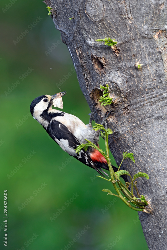 Poster Blutspecht (Dendrocopos syriacus) am Nest, Thrakien, Griechenland - Syrian woodpecker, Greece