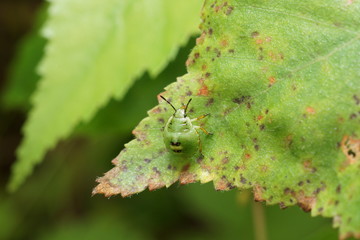 acacia leaf beetle