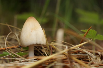 mushroom in grass