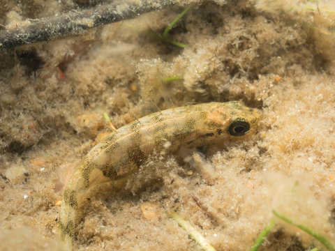 Ninespine Stickleback fish (Pungitius pungitius)