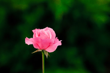 Pink rose flower bud blooming in garden, summer background