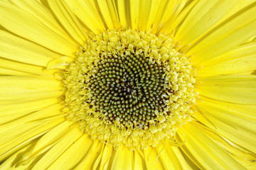 Macro of the bright yellow center of a beautiful Gerbera daisy flower