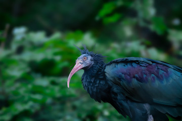 Vogel