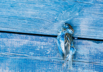 Sparrow bird dead on outdoor wooden floor