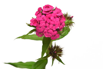 Delicate bouquet of pink carnation isolated on white background. Beautiful floral composition pattern. Flowers, object. Flat lay, top view