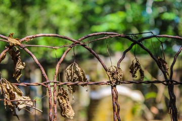 Old Historic Cemetery on Ocracoke Island North Carolina, selective focus with bokeh background
