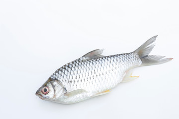 carp fish on white background for food editing work