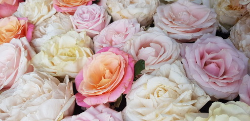 Background image of roses.  Colored fresh pastel color roses.