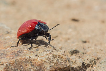 red beetle on a stone