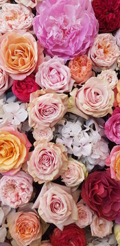Background image of roses.  Colored fresh pastel roses. Pink and white roses and hydrangea. Background image of roses.  Colored fresh pastel color flowers.