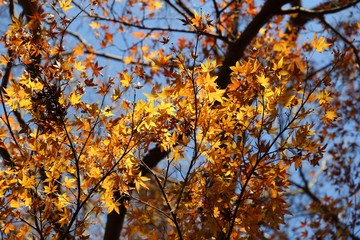 Japanese autumn foliage of Kamakura. Autumn colors of Japan.