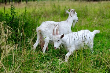 White goats are walking around the village on a summer day. Farm animals. Free grazing. 