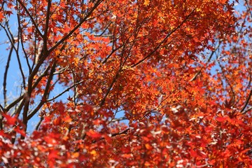 Japan autumn in Kamakura. Autumn colors of Japan.