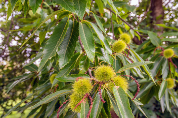 Ripening sweet chestnuts from close