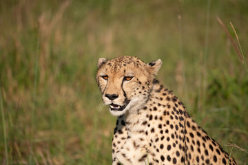 close up of head and shoulders of a Cheetah
