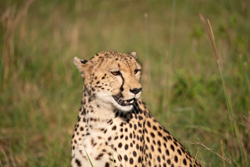 Naklejka na ściany i meble Side profile of a cheetah in the Masai Mara