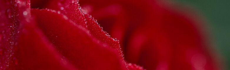 panorama banner of deep red rose in morning dew with glittering water drops in my garden