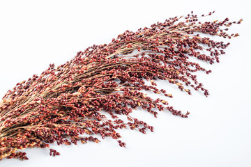 Naklejka premium Red sorghum spike on white background