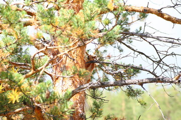 Squirrel is hiding behind a pine trunk..Kent NP, Kazakhstan.