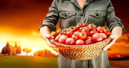 Naklejka premium Fresh red tomatoes in basket and woman hands. Sunset time and Tuscany landscape 