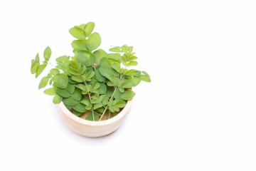 Moringa leaf herb for healthy eating 