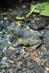 frog in the wild