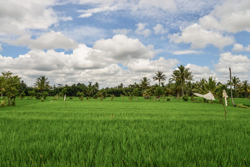 Fototapeta premium Green rice field
