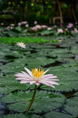 A beautiful pink waterlily or lotus flower