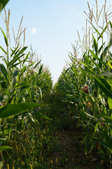 Rows of ypung green corn on the field in the sunny summer day