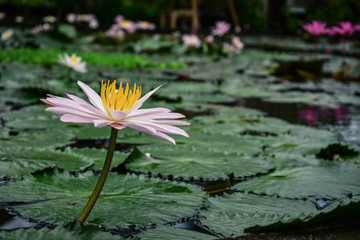 A beautiful pink waterlily or lotus flower