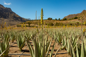 fincacanaria aloe