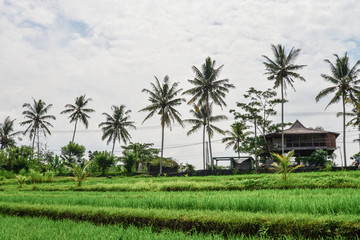 Fototapeta premium Green rice field