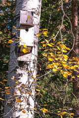 Bird nests in the embrace of nature